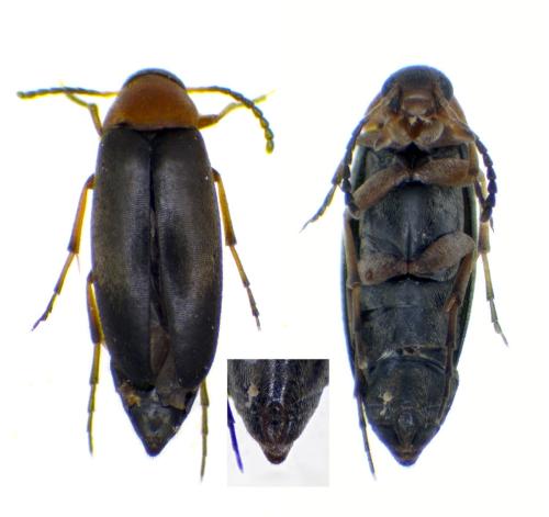 Anaspis regimbarti